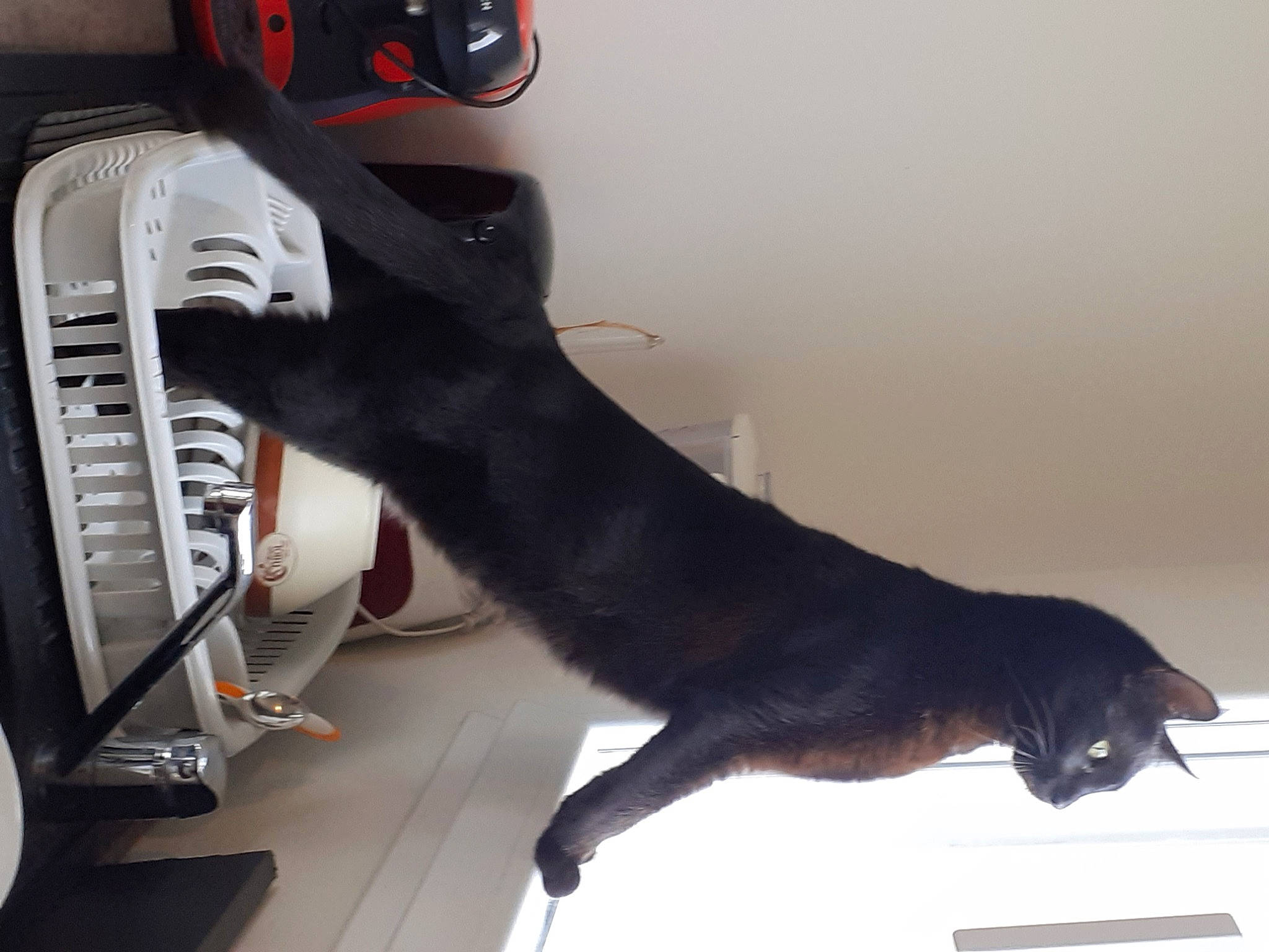 Kimi a rejoint le concours — aidez-le/la à gagner de superbes lots ! athletic_shoe, automotive_design, black_cat, carmine, cat, claw, comfort, companion_dog, dog_breed, domestic_short_haired_cat, felidae, flooring, fur, gesture, human_leg, outdoor_shoe, personal_protective_equipment, small_to_medium_sized_cats, tail, whiskers