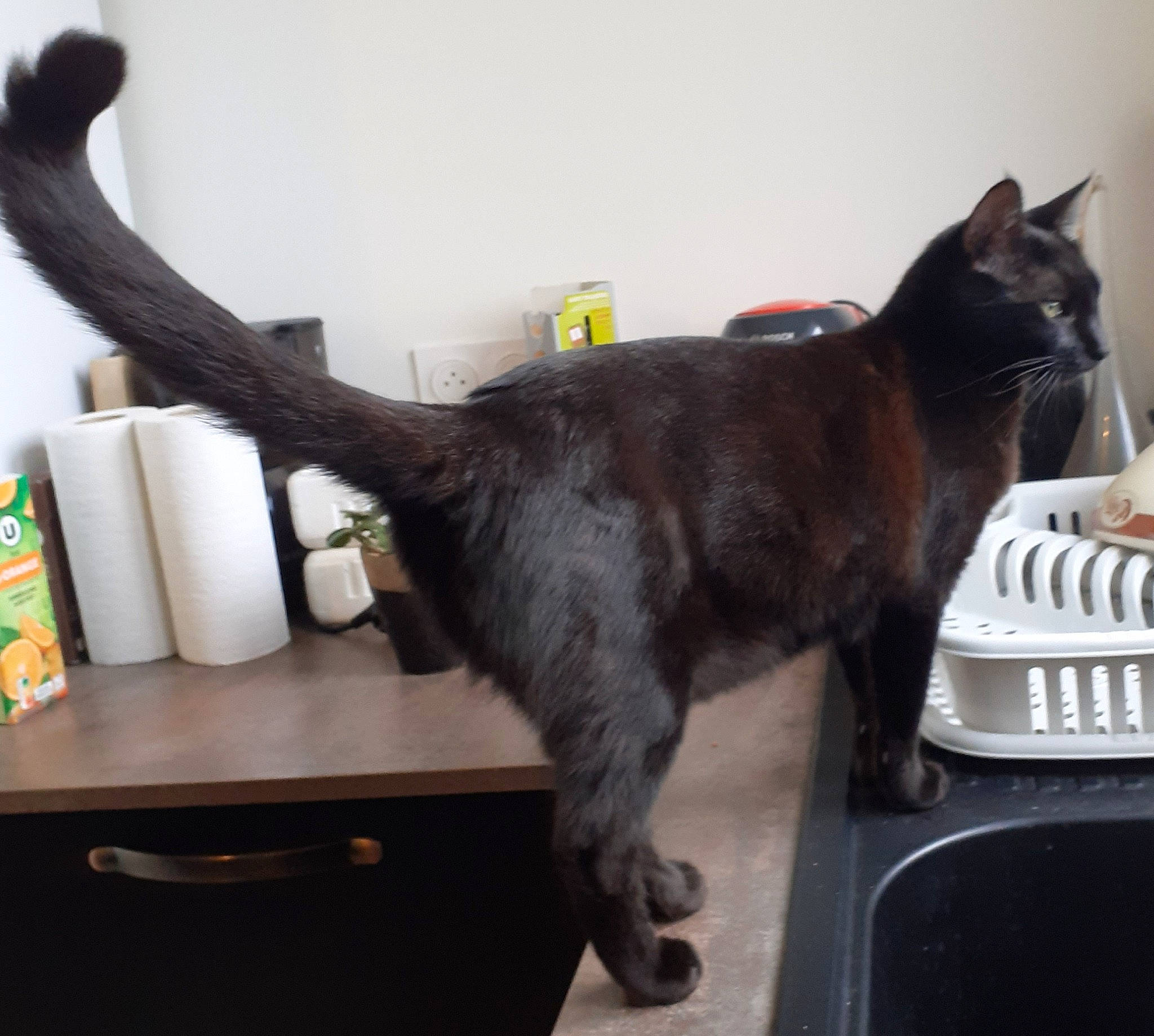 Kimi a rejoint le concours — aidez-le/la à gagner de superbes lots ! black_cat, bombay, carnivore, cat, chair, claw, desk, domestic_short_haired_cat, felidae, flowerpot, fur, houseplant, paw, plant, room, small_to_medium_sized_cats, table, tail, whiskers, window