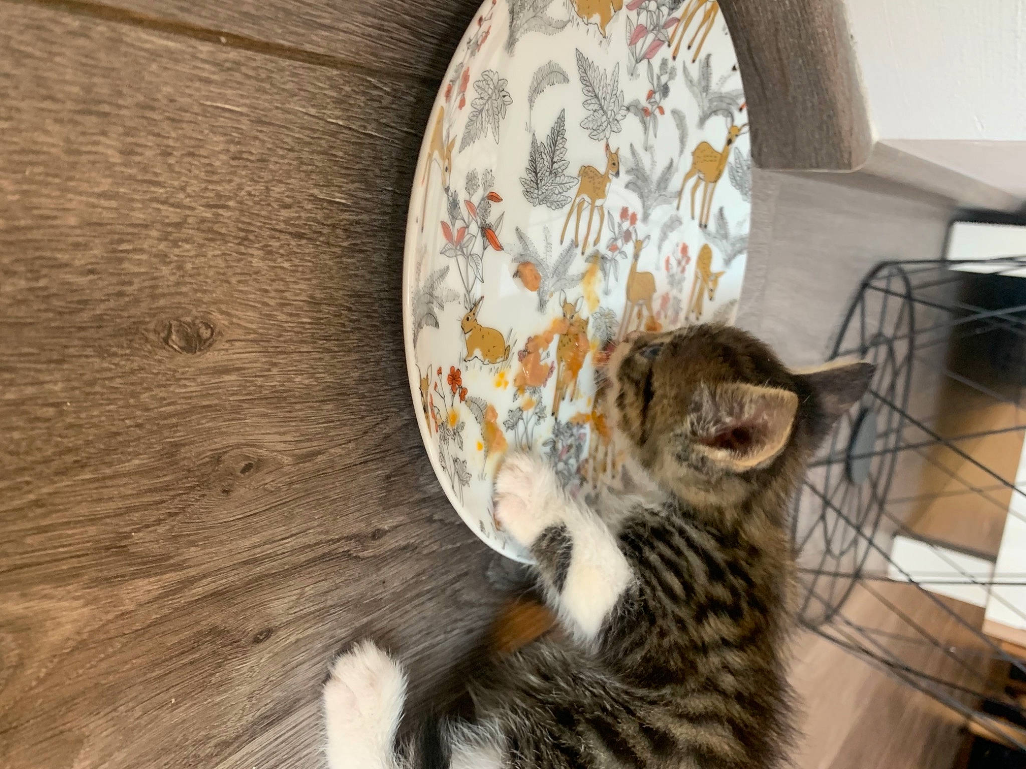 Tigrou participe au concours pour gagner de l'argent avec cette photo : aegean_cat, american_shorthair, asian, bengal, california_spangled, carnivore, cat, domestic_short_haired_cat, dragon_li, egyptian_mau, european_shorthair, felidae, kitten, mammal, ocicat, savannah, small_to_medium_sized_cats, tabby_cat, toyger, whiskers