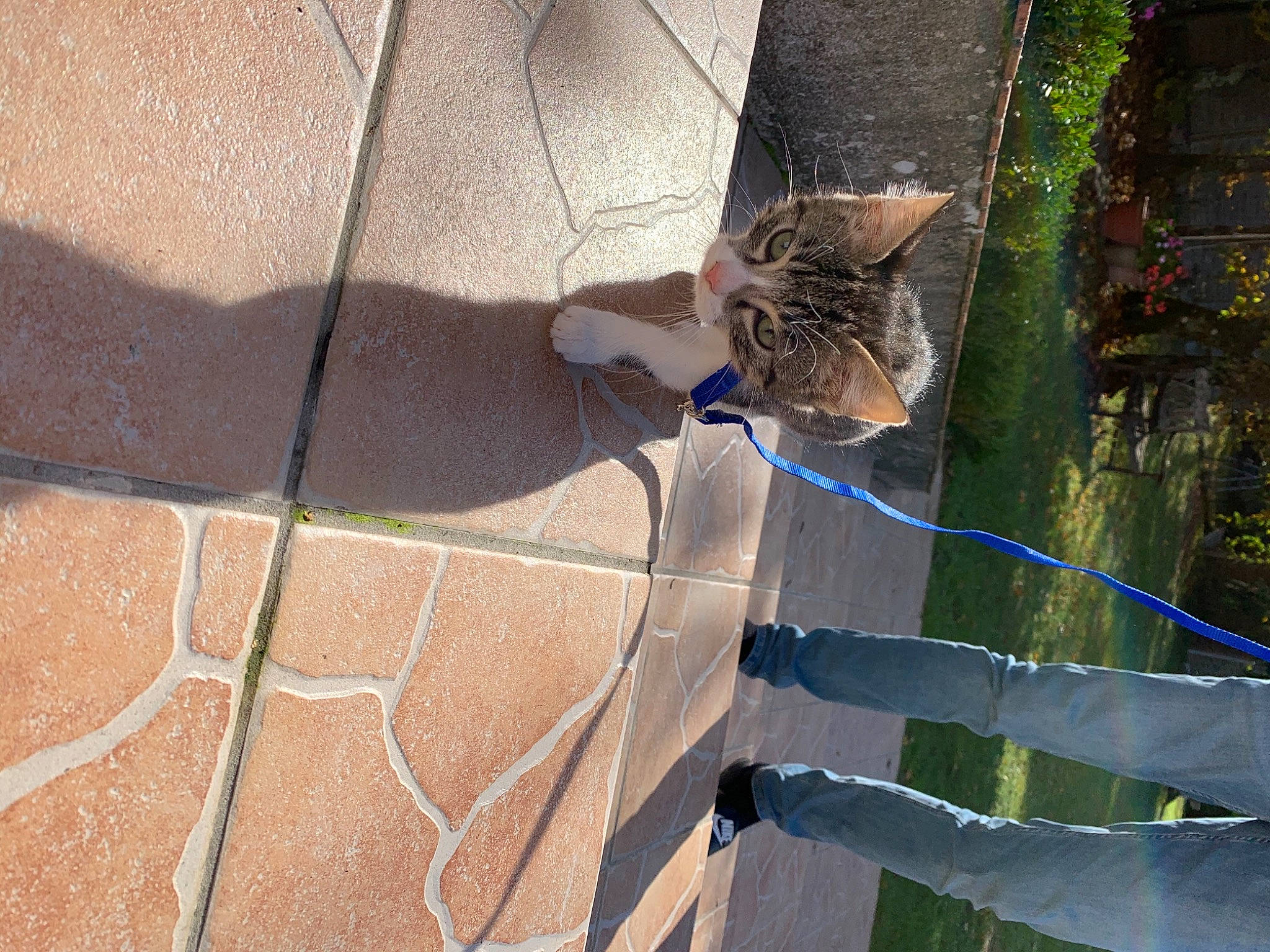 Tigrou a rejoint le concours — aidez-le/la à gagner de superbes lots ! aegean_cat, carnivore, cat, domestic_short_haired_cat, european_shorthair, fawn, felidae, flagstone, kitten, leash, organism, shadow, small_to_medium_sized_cats, tail, whiskers