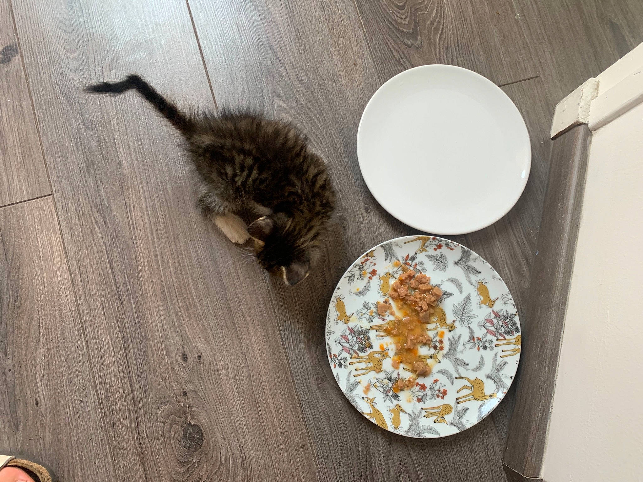 Tigrou participe au concours pour gagner de l'argent avec cette photo : breakfast, cat, cuisine, dish, felidae, food, kitten, meal, small_to_medium_sized_cats, tableware, vegetarian_food, whiskers