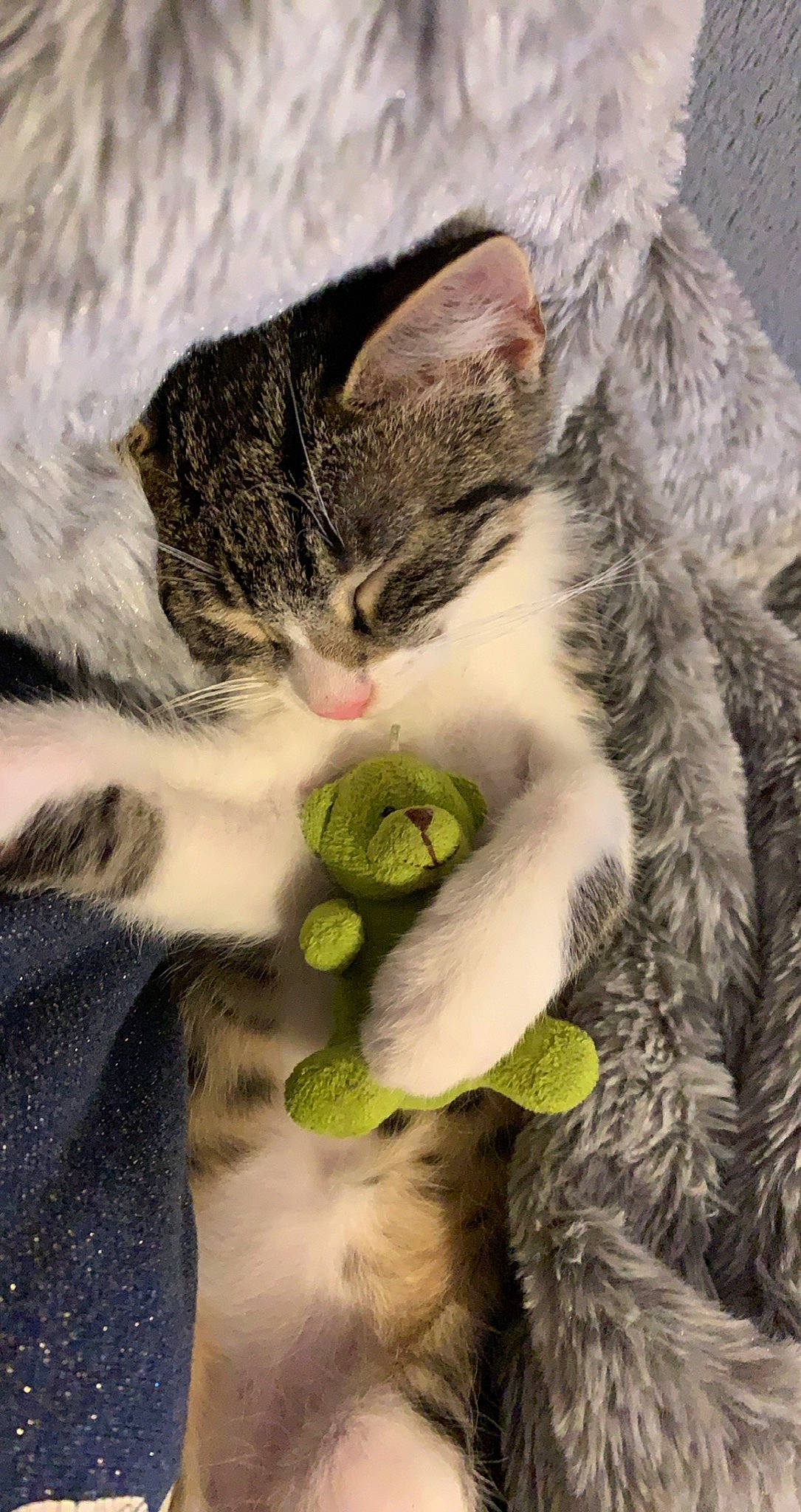 Tigrou a rejoint le concours — aidez-le/la à gagner de superbes lots ! aegean_cat, american_shorthair, american_wirehair, carnivore, cat, domestic_short_haired_cat, european_shorthair, felidae, fur, kitten, organism, plant, polydactyl_cat, small_to_medium_sized_cats, snout, tabby_cat, whiskers