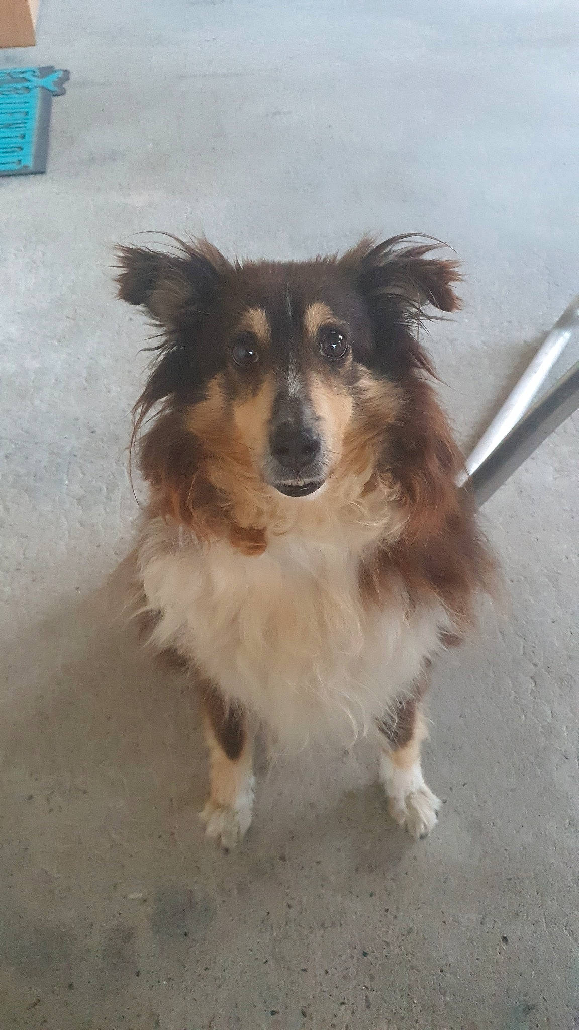 Nity participe au concours pour gagner de l'argent avec cette photo : ancient_dog_breeds, asphalt, canidae, carnivore, companion_dog, dog, dog_breed, fur, herding_dog, kitchen_utensil, puppy, snout, sporting_group, tail, terrestrial_animal, toy_dog, whiskers, working_animal, working_dog