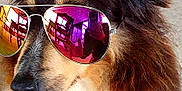 Nity a rejoint le concours — aidez-le/la à gagner de superbes lots ! carnivore, collar, companion_dog, dog, dog_breed, dog_collar, ear, eyelash, eyewear, fawn, felidae, glasses, goggles, liver, nose, pet_supply, small_to_medium_sized_cats, sunglasses, vision_care, whiskers