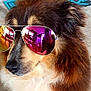 Nity a rejoint le concours — aidez-le/la à gagner de superbes lots ! carnivore, collar, companion_dog, dog, dog_breed, dog_collar, ear, eyelash, eyewear, fawn, felidae, glasses, goggles, liver, nose, pet_supply, small_to_medium_sized_cats, sunglasses, vision_care, whiskers
