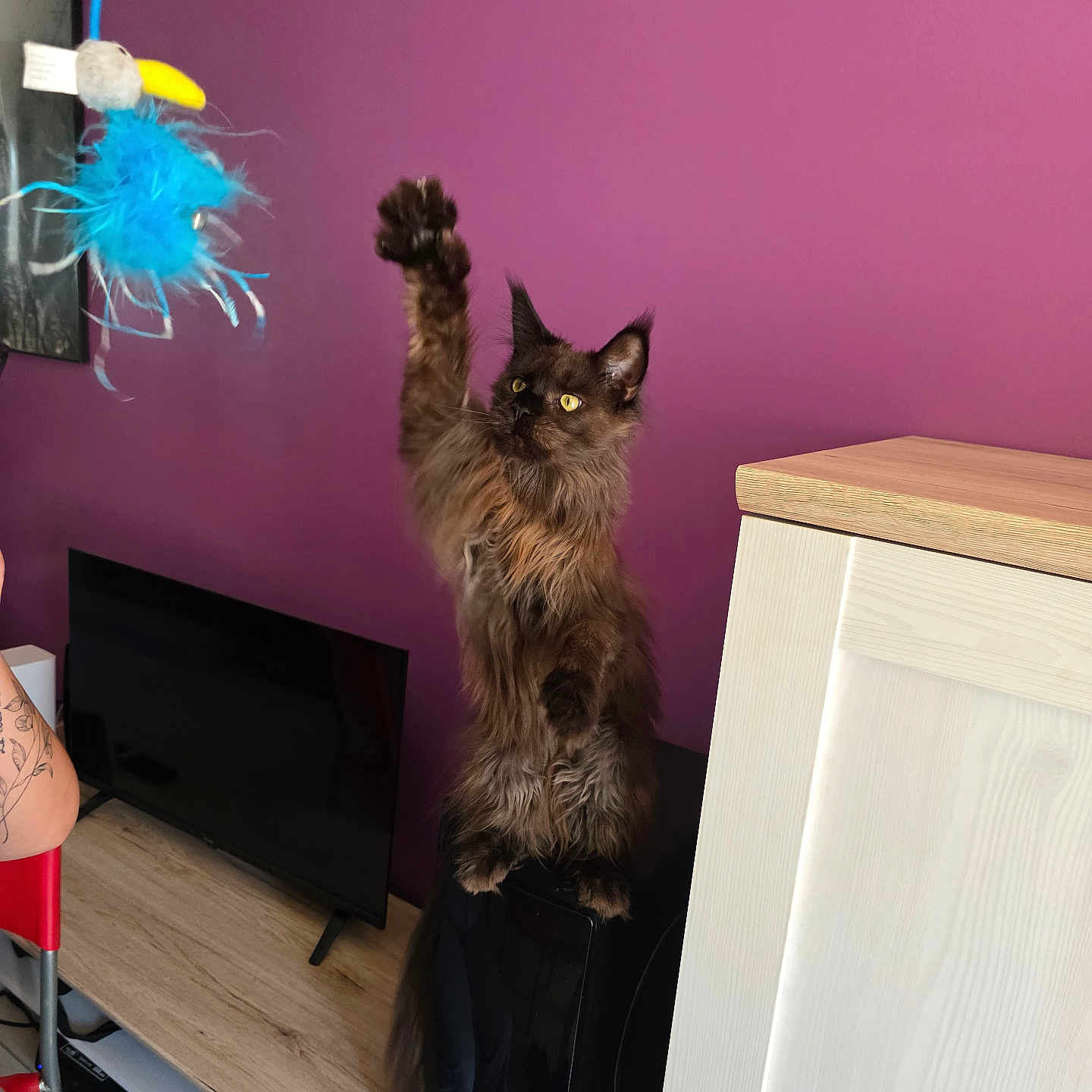 Vénus participe au concours pour gagner de l'argent avec cette photo : brown_cat, cat, curious, domestic_animal, feather_toy, furniture, household, indoor, living_room, long_hair, pet, playful, purple_wall, raised_paw, red_chair, speaker, tattoo, television, wooden_floor, wooden_furniture