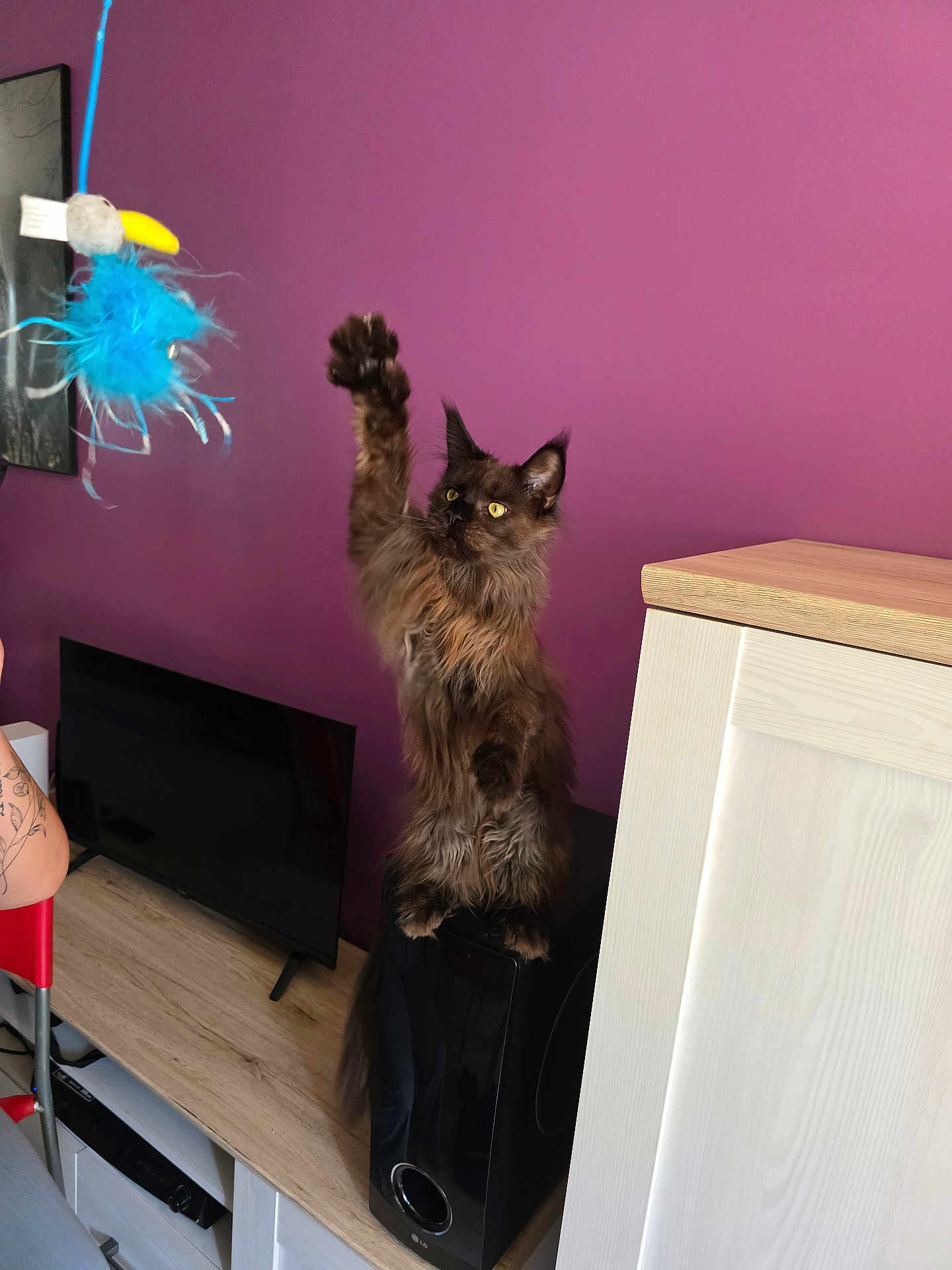 Vénus participe au concours pour gagner de l'argent avec cette photo : cat, indoor, purple_wall, feather_toy, furniture, speaker, television, wooden_floor, wooden_furniture, brown_cat, long_hair, pet, playful, raised_paw, tattoo, red_chair, living_room, domestic_animal, curious, household