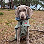 dog, puppy, weimaraner, raincoat, outdoor, forest, trees, pine_needles, dirt, canine, pet, animal, young_dog, sitting, nature, overcast, fur, ears, tail, ground