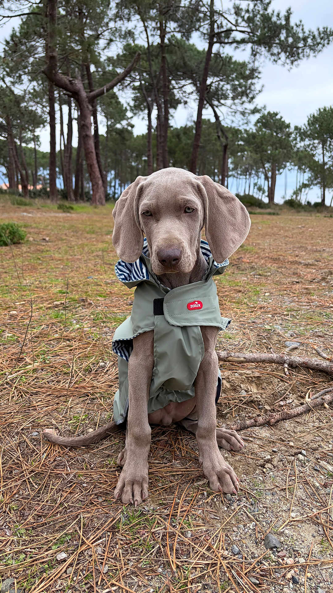 Bernard participe au concours pour gagner de l'argent avec cette photo : dog, puppy, weimaraner, raincoat, outdoor, forest, trees, pine_needles, dirt, canine, pet, animal, young_dog, sitting, nature, overcast, fur, ears, tail, ground