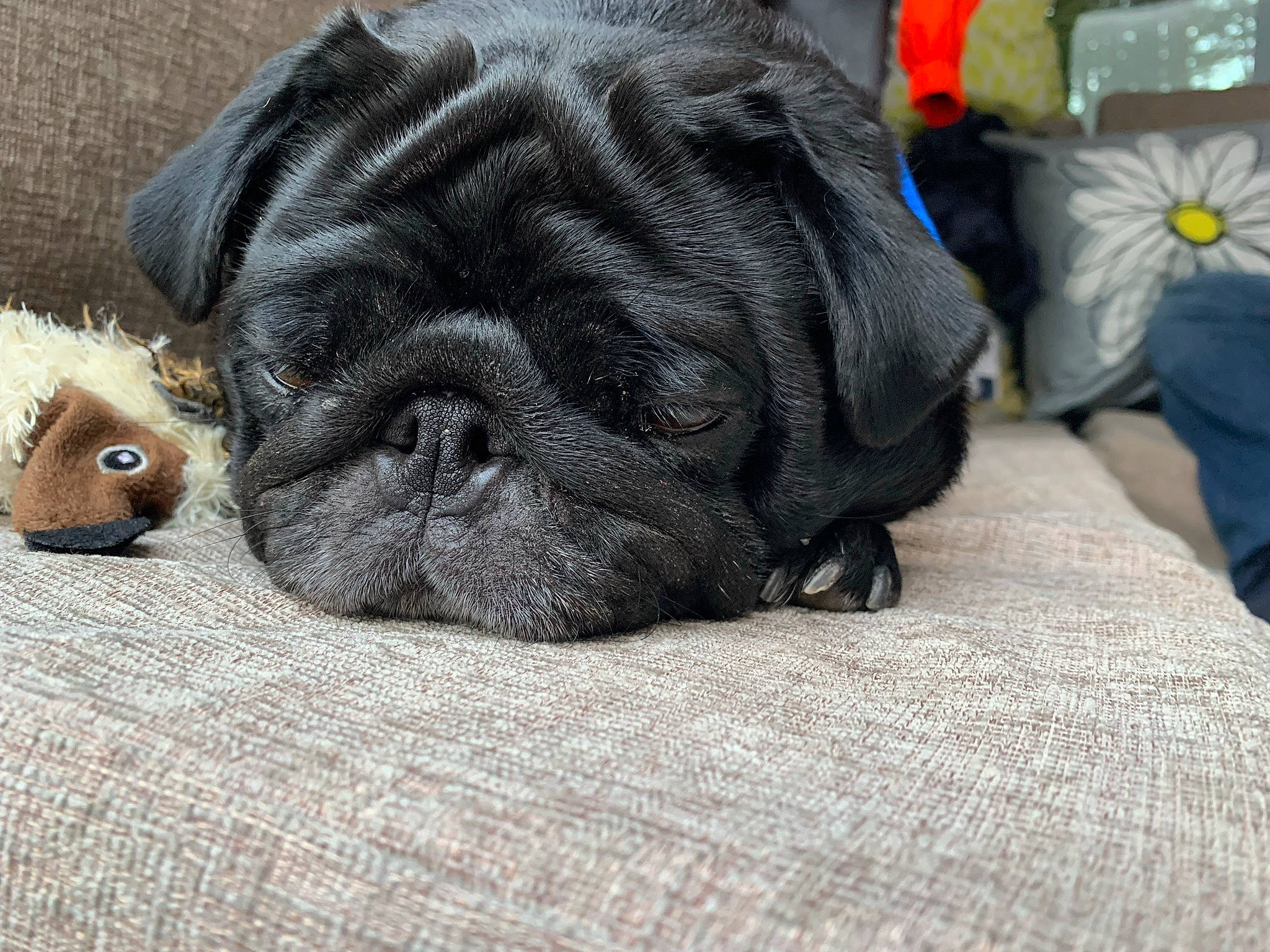 Pippi joined the competition — help win amazing prizes! canidae, carnivore, comfort, companion_dog, dog, dog_breed, ear, fawn, fur, grey, liver, mammal, nose, primate, snout, sporting_group, terrestrial_animal, whiskers, working_animal, wrinkle