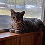 Fresh joined the competition — help win amazing prizes! cat, tabby_cat, pet, windowsill, window_screen, indoor, wooden_sill, whiskers, ears, paws, fur, relaxed, portrait, looking_at_camera, sunlight, shadow, house_interior, backyard, cozy, animal