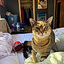 cat, tabby_cat, pet, bedroom, blanket, whiskers, green_eyes, striped_fur, sunlight, bed, football, water_bottle, closet, poster, doorway, pillow, mattress, bag, indoor, furniture