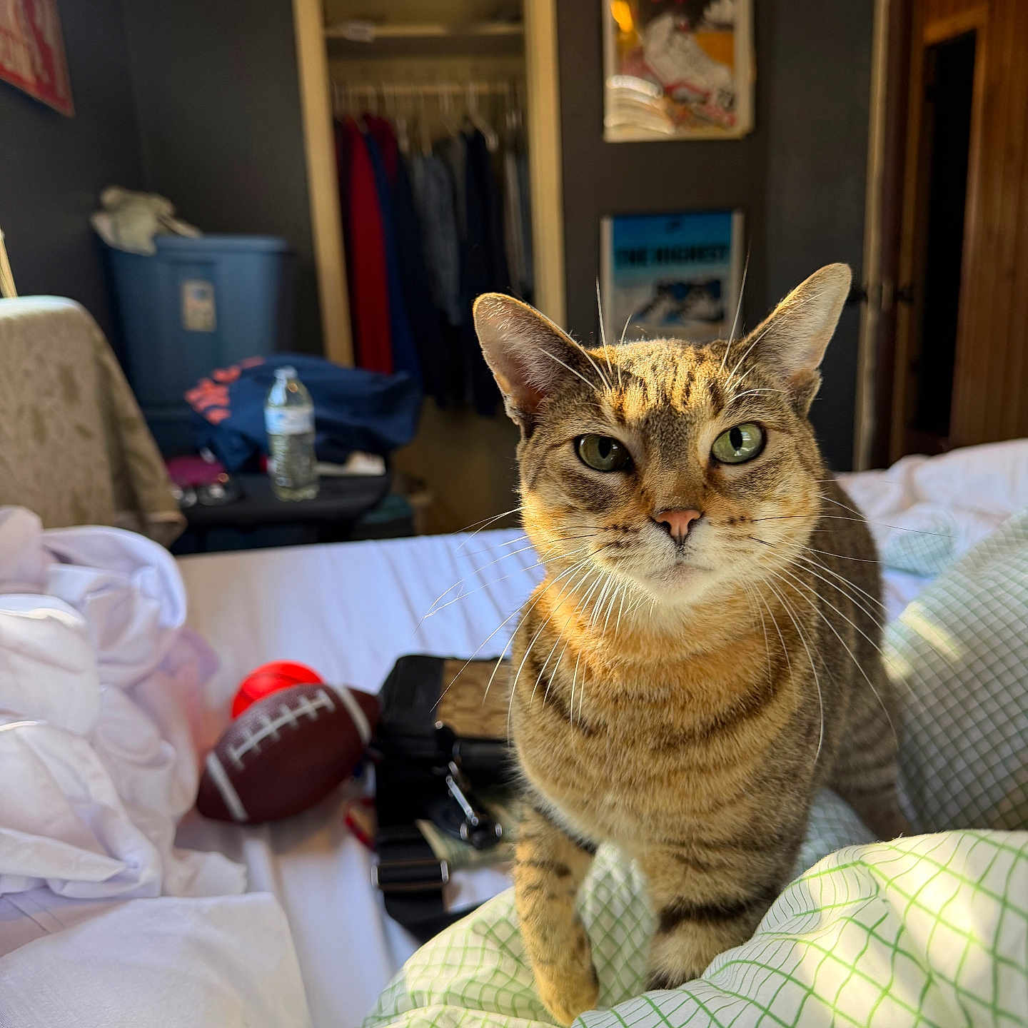 Fresh joined the competition — help win amazing prizes! bag, bed, bedroom, blanket, cat, closet, doorway, football, furniture, green_eyes, indoor, mattress, pet, pillow, poster, striped_fur, sunlight, tabby_cat, water_bottle, whiskers