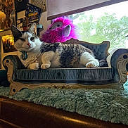 Hades is registered to the contest to win money with this photo: cat, miniature_sofa, plush_toy, pink_plush, window, green_rug, indoor, poster, wall_art, feline, resting, fur, collar, decor, light, furniture, cozy, animal, pet, relaxing