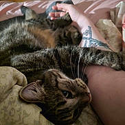 Hydra is registered to the contest to win money with this photo: animal, bed, cat, closeup, comfort, cozy, cute, domestic, feline, fur, human_arm, indoor, paw, pet, relaxation, resting, sleepy, tabby_cat, tattoo, whiskers