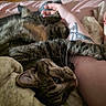 animal, bed, cat, closeup, comfort, cozy, cute, domestic, feline, fur, human_arm, indoor, paw, pet, relaxation, resting, sleepy, tabby_cat, tattoo, whiskers
