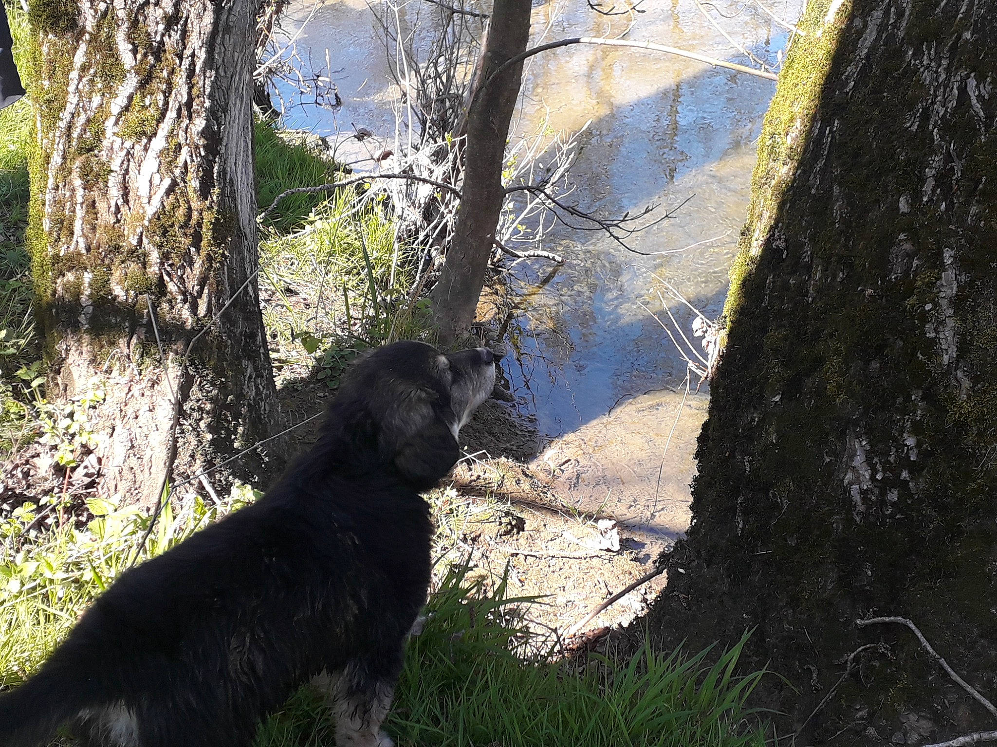 Kali a rejoint le concours — aidez-le/la à gagner de superbes lots ! branch, carnivore, dog, dog_breed, felidae, forest, grass, plant, rock, shadow, sunlight, tail, terrestrial_animal, tints_and_shades, tree, trunk, twig, wilderness, wood, woodland