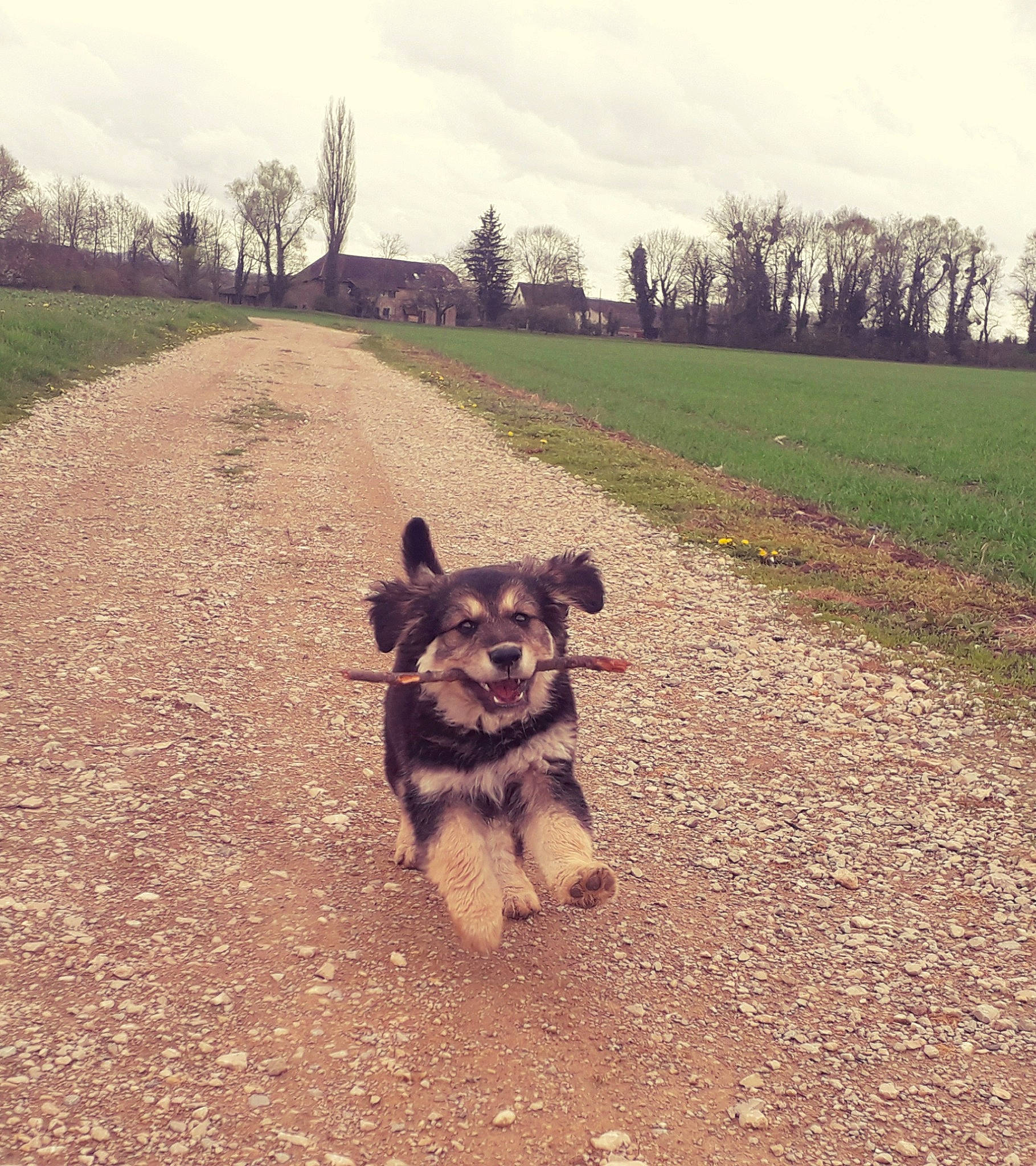 Kali participe au concours pour gagner de l'argent avec cette photo : carnivore, cloud, companion_dog, dog, dog_breed, fawn, grass, grassland, landscape, leash, plant, road, road_surface, sky, snout, sporting_group, tail, tints_and_shades, tree, working_animal
