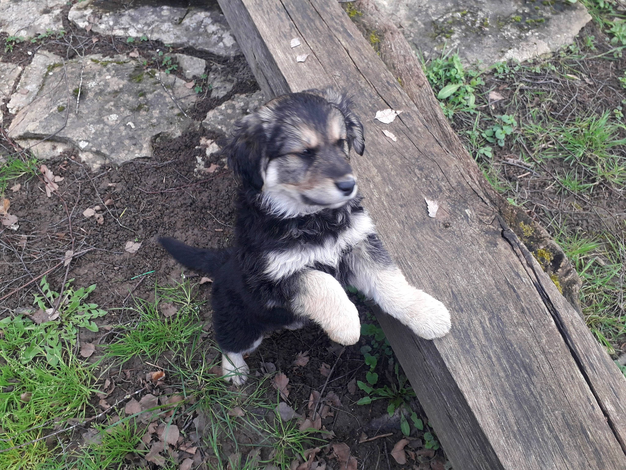 Kali participe au concours pour gagner de l'argent avec cette photo : art, canidae, canis, carnivore, companion_dog, dog, dog_breed, fur, grass, plant, siberian_husky, sled_dog, snout, sporting_group, tail, terrestrial_animal, wildlife, wolf, working_animal, working_dog