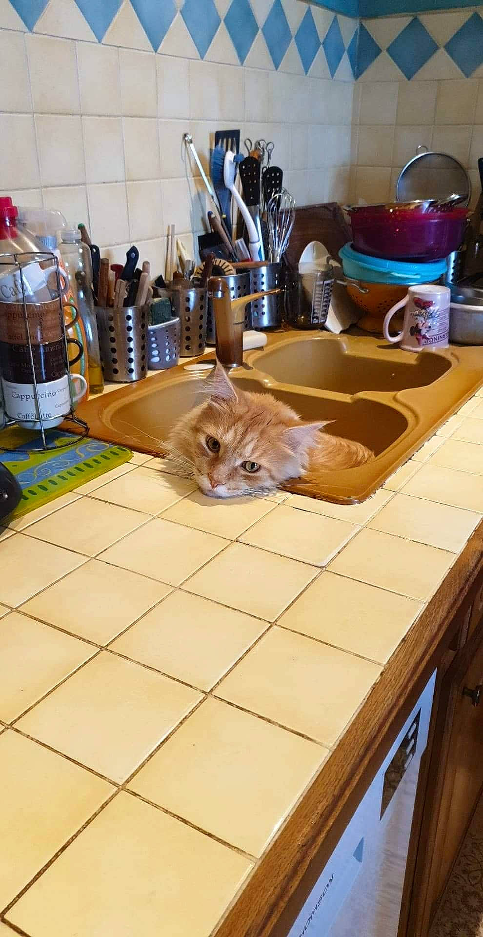 Aslan a rejoint le concours — aidez-le/la à gagner de superbes lots ! carnivore, cat, countertop, domestic_short_haired_cat, european_shorthair, fawn, felidae, floor, flooring, hardwood, kitchen, kitten, room, sink, small_to_medium_sized_cats, table, tile, whiskers, wood, wood_stain