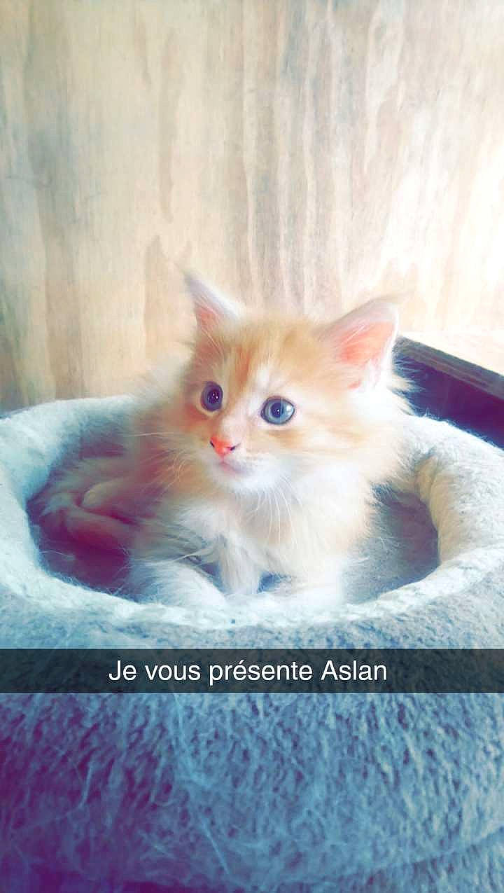 Aslan participe au concours pour gagner de l'argent avec cette photo : british_longhair, british_semi_longhair, carnivore, cat, felidae, kitten, maine_coon, mammal, napoleon_cat, norwegian_forest_cat, persian, photo_caption, ragamuffin, ragdoll, siberian, small_to_medium_sized_cats, turkish_angora, turkish_van, vertebrate, whiskers