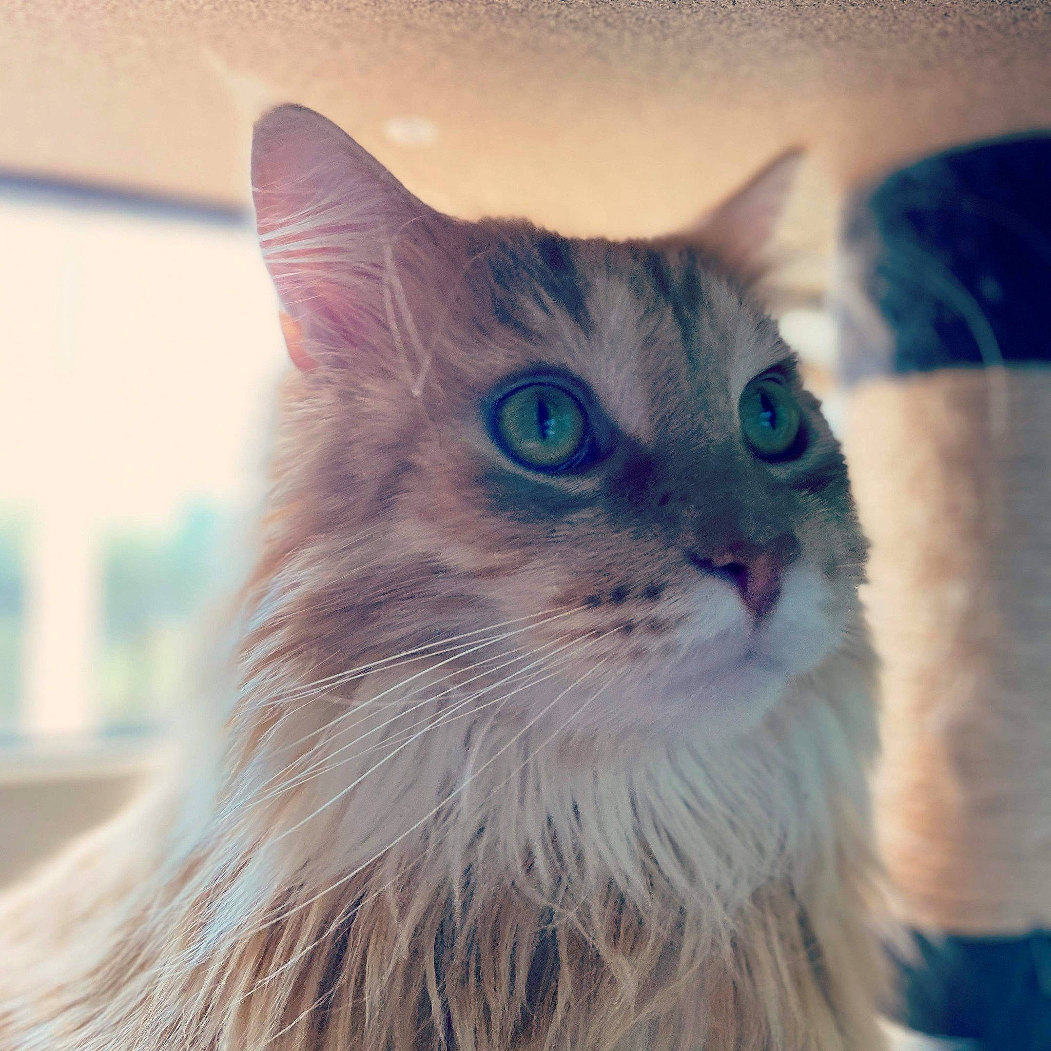 Aslan participe au concours pour gagner de l'argent avec cette photo : aegean_cat, carnivore, cat, domestic_long_haired_cat, eye, felidae, fur, iris, kitten, maine_coon, mammal, norwegian_forest_cat, nose, ojos_azules, siberian, small_to_medium_sized_cats, snout, turkish_angora, turkish_van, whiskers