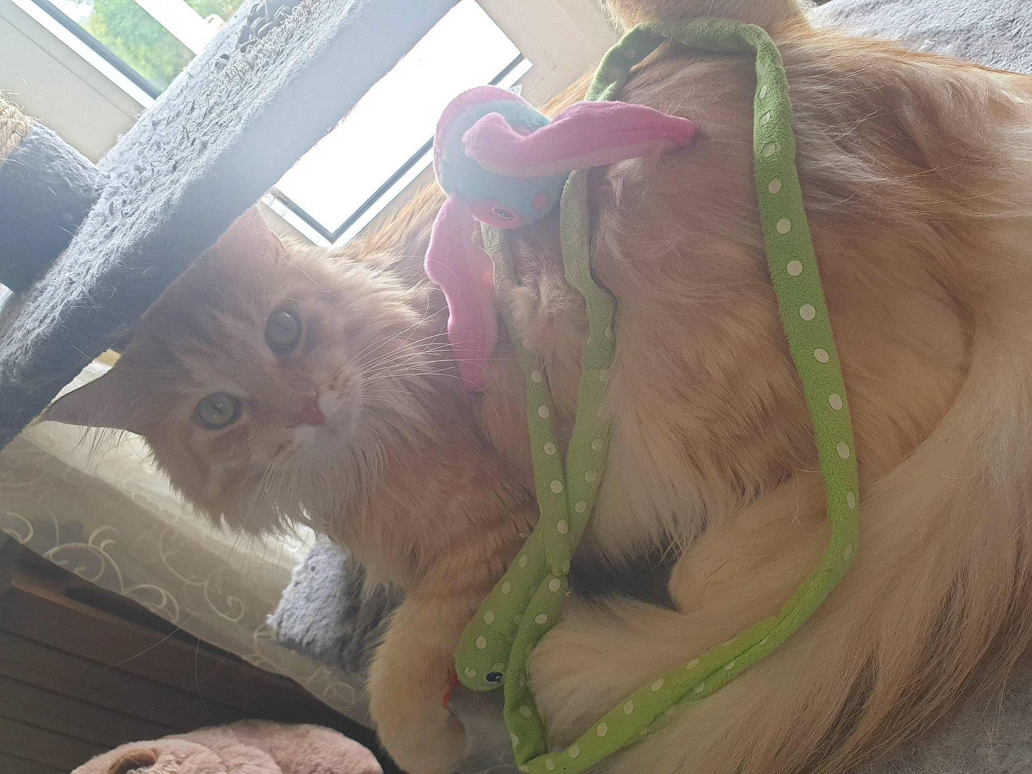 Aslan participe au concours pour gagner de l'argent avec cette photo : cat, fawn, felidae, fur, long_hair, small_to_medium_sized_cats, tail, whiskers