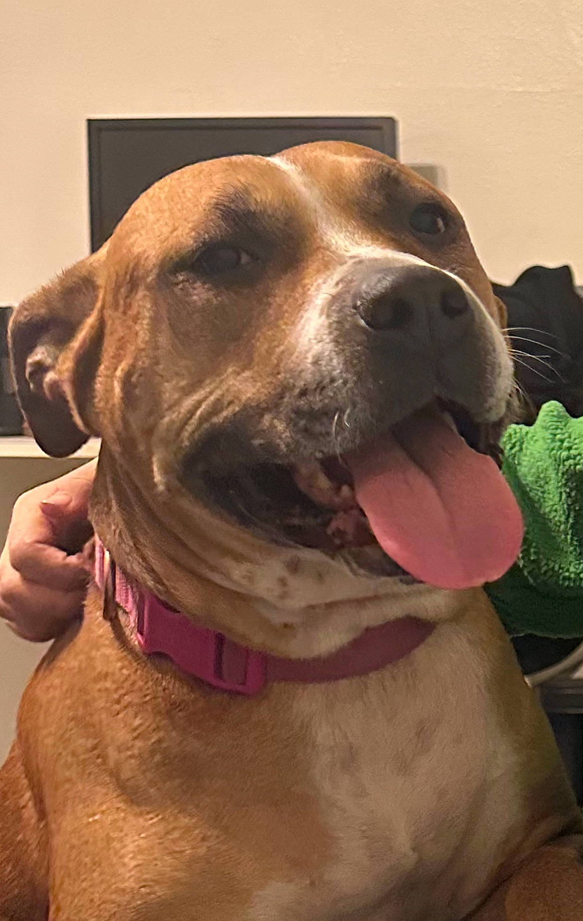 Bella joined the competition — help win amazing prizes! canidae, carnivore, collar, companion_dog, dog, dog_breed, dog_collar, ear, fawn, fur, giant_dog_breed, guard_dog, leash, liver, pet_supply, snout, sporting_group, whiskers, working_animal, working_dog