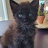 Bridgette is registered to the contest to win money with this photo: animal, black_cat, blue_eyes, close_up, curious, cute, domestic, fluffy, furry, home, indoor, kitten, pet, plant, portrait, potted_plant, soft_light, table, window, young