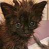 Bridgette is registered to the contest to win money with this photo: adorable, animal, black_fur, close_up, curious_eyes, cute, ears, face, fluffy, fur, indoor, kitten, looking, paw, pet, small, tiny, whiskers, wild_fur, young