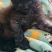 Bridgette is registered to the contest to win money with this photo: animal_pattern, black_cat, blanket, book, couch, cozy, cute, domestic_cat, eyes, fur, furry, home, indoor, kitten, open_book, pet, relaxed, resting, soft, young_cat