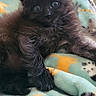 animal_pattern, black_cat, blanket, book, couch, cozy, cute, domestic_cat, eyes, fur, furry, home, indoor, kitten, open_book, pet, relaxed, resting, soft, young_cat