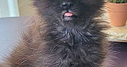 Bridgette is registered to the contest to win money with this photo: animal, black_cat, cat, close_up, curious, cute, domestic_cat, feline, fur, green_eyes, indoor, kitten, pet, plant, potted_plant, sitting, small, tongue_out, whiskers, young_animal