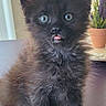 animal, black_cat, cat, close_up, curious, cute, domestic_cat, feline, fur, green_eyes, indoor, kitten, pet, plant, potted_plant, sitting, small, tongue_out, whiskers, young_animal