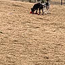 dog, playing, toy, outdoor, fence, grass, dry_grass, black_dog, white_dog, pet, animal, nature, daylight, yard, playful, canine, fun, two_animals, collar, running