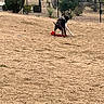 dog, dogs, playing, toy, red_toy, outdoor, yard, fence, shrub, desert, dry_ground, nature, animal, pet, canine, grassless, playful, collar, brown_dog, black_dog