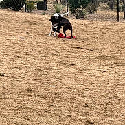 Creed joined the competition — help win amazing prizes! dog, playing, outdoor, fence, grass, bush, tree, toy, animal, nature, pet, friendship, together, fun, canine, park, yard, running, activity, daytime