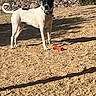 dog, black_and_white, outdoor, sand, toy, fence, rocks, sunlight, shadow, collar, pet, animal, standing, alert, yard, nature, playful, canine, daylight, grass