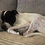 Cadence is registered to the contest to win money with this photo: dog, resting, couch, pillow, indoor, pet, sleeping, white, black, spotted, fur, cozy, relaxed, domestic_animal, animal, companion, cute, lying_down, home, comfortable