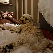 Koda Knowles joined the competition — help win amazing prizes! bedroom, blanket, canine, carpet, comfort, cozy, curtains, dog, fluffy, fur, home, indoor, looking_back, lying_down, paw_prints, pet, pillow, relaxed, resting, soft_lighting