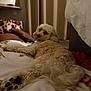 bedroom, blanket, canine, carpet, comfort, cozy, curtains, dog, fluffy, fur, home, indoor, looking_back, lying_down, paw_prints, pet, pillow, relaxed, resting, soft_lighting