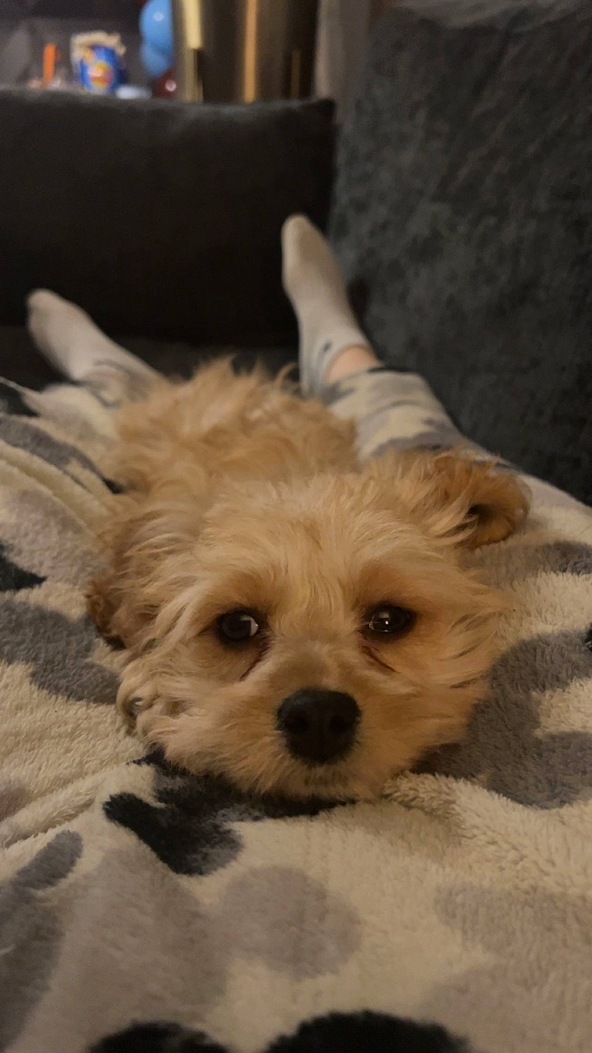 Koda is registered to the contest to win money with this photo: canidae, carnivore, comfort, companion_dog, dog, dog_breed, dog_supply, fawn, fur, liver, maltepoo, small_terrier, snout, sporting_group, terrestrial_animal, terrier, toy_dog, whiskers, working_animal, yorkipoo