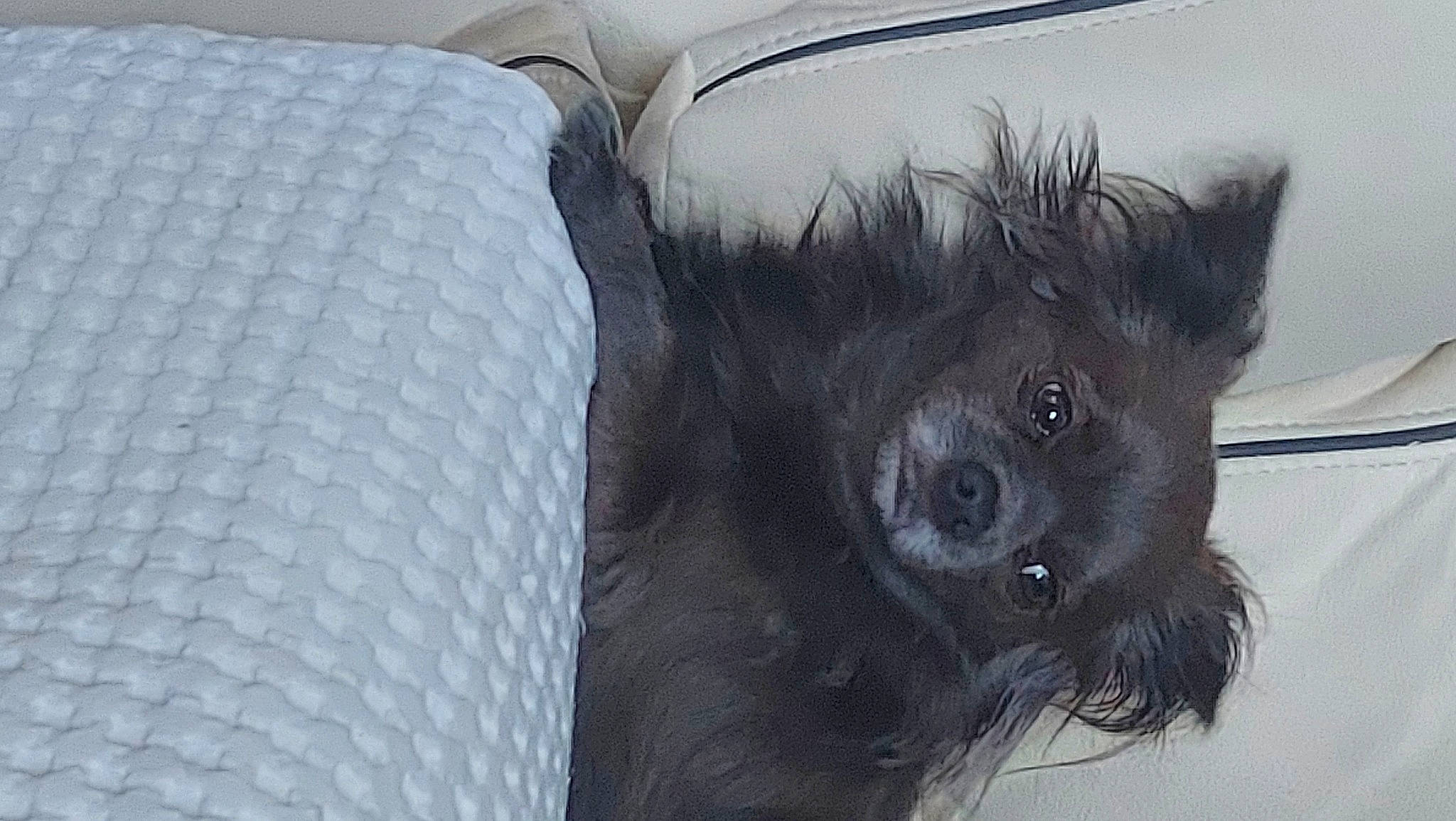 Rubis participe au concours pour gagner de l'argent avec cette photo : art, automotive_tire, canidae, car_seat, car_seat_cover, carnivore, comfort, companion_dog, dog, dog_breed, drawing, fur, non_sporting_group, painting, small_to_medium_sized_cats, sporting_group, synthetic_rubber, tail, whiskers, working_animal