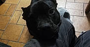 Pumba participe au concours pour gagner de l'argent avec cette photo : affectionate, black_dog, close_up, companion, dog, ears, eyes, home, indoor, jeans, kitchen, lap, looking_up, pet, shadow, sitting, slipper, snout, tile_floor, tile_pattern
