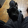 affectionate, black_dog, close_up, companion, dog, ears, eyes, home, indoor, jeans, kitchen, lap, looking_up, pet, shadow, sitting, slipper, snout, tile_floor, tile_pattern