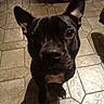 black_coat, close_up, companion, cute, dog, ears_up, eyes, floor, home_interior, indoors, looking_up, muzzle, nose, paws, pet, portrait, shadow, single_animal, tile_pattern, tiled_floor