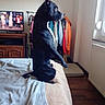 attentive, bed, bedroom, black_dog, blanket, clothing_rack, dog, ears, furniture, indoor, pet, pet_bed, profile_view, radiator, sitting, snout, television, wardrobe, window, wooden_floor