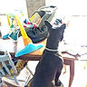 baby, baby_blanket, back_view, chair, collar, colorful_blanket, dog, ears_up, home, indoor, infant_carrier, observing, overexposed, pet, seat_cushion, sitting, sunlight, tiled_floor, toy, wooden_table