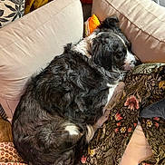 Moon a rejoint le concours — aidez-le/la à gagner de superbes lots ! dog, sleeping, couch, blanket, floral_pattern, cushion, indoor, cozy, resting, pet, fur, black_and_white, relaxation, home, comfort, animal, canine, soft, curled_up, nap