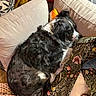 dog, sleeping, couch, blanket, floral_pattern, cushion, indoor, cozy, resting, pet, fur, black_and_white, relaxation, home, comfort, animal, canine, soft, curled_up, nap